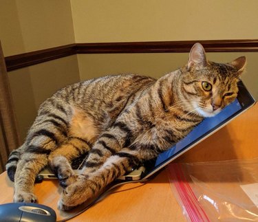 Cat laying slumped against laptop screen
