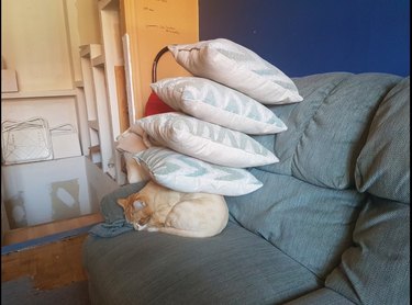 Cat curled up on sofa with four throw pillows piled on top of it