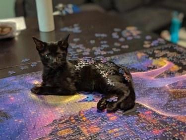Kitten covered in puzzle pieces laying on partially completed puzzles