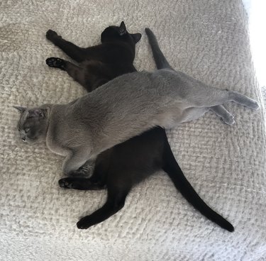 Gray cat laying crosswise on top of black cat