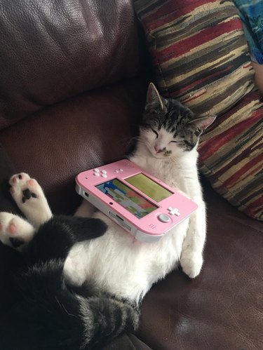 Cat sleeping on its back with 2DS game console on its stomach