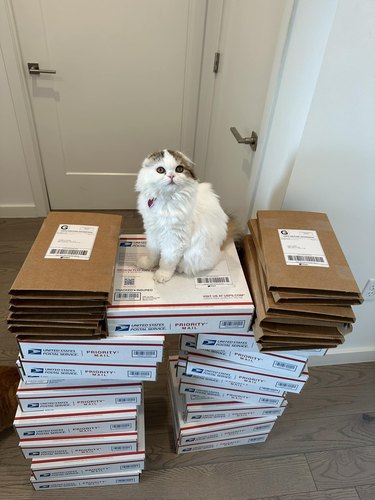 cat sitting on a pile of boxes to be shipped.