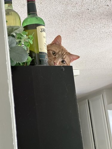orange cat peering from behind a bottle on a bookcase.