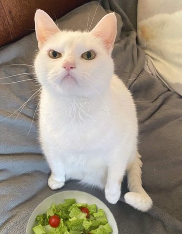 A white cat sitting in front of a plate of salad and looking up at the camera angrily.