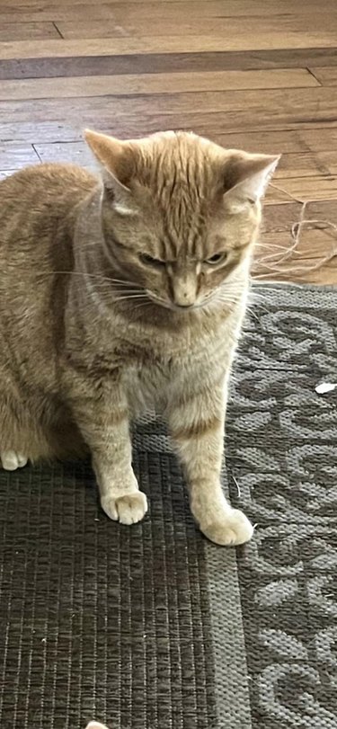 closeup of adult cat not happy about new kitten joining the family.