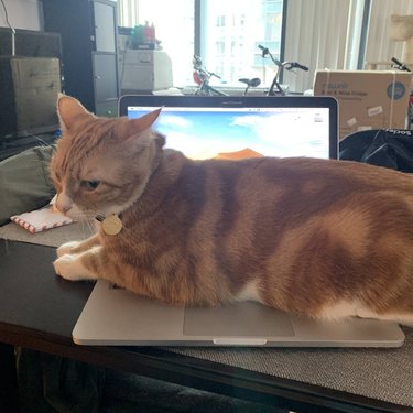 An orange cat lying across a laptop keyboard.