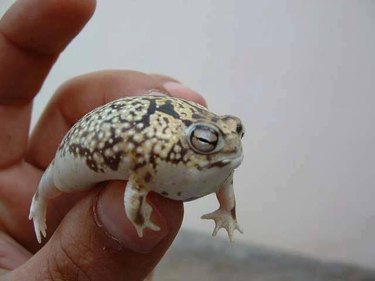 A small round frog looking mildly annoyed as someone holds it up.