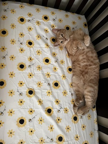 cat steals baby's crib.