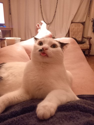 white cat with their tongue out while sitting on their human's lap.