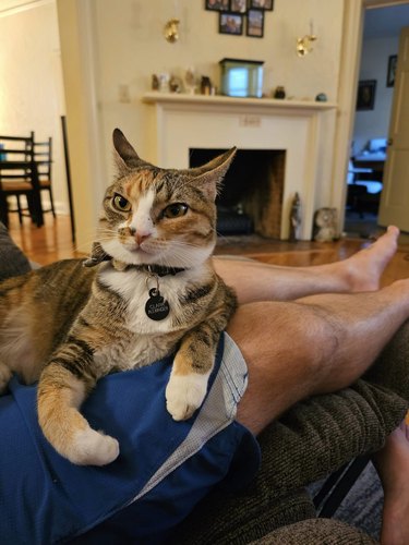 cat is lounging on their human's lap and is displeased they sneezed.