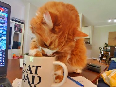 cat drinks from mug that reads "Cat Dad".