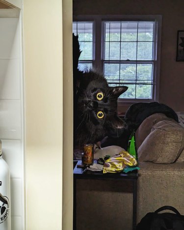 wide-eyed black cat pops up from behind a wall.