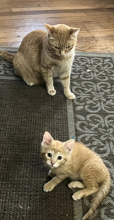 adult cat not happy about new kitten joining the family.