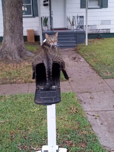cat straddles mailbox in funny position.