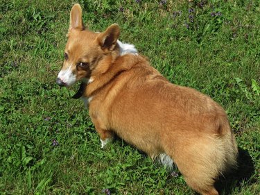 A corgi standing in the grass, looking back at the camera with a withering stare.