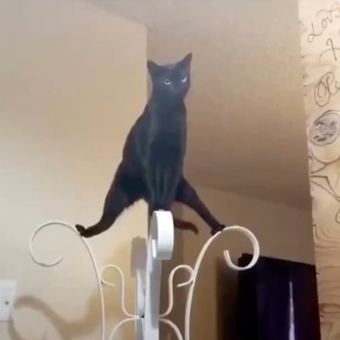 black cat balances all of their legs on top of a coat rack.