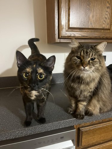 cats named Soup and Beans waiting for dinner by sitting on a kitchen counter.