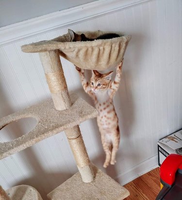 orange kitten hangs from cat tower.