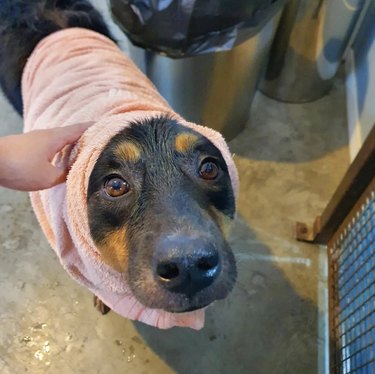 dog wrapped in pink towel.