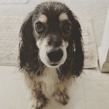 wet dog with sad puppy eyes.