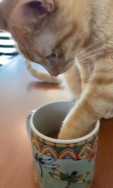 An orange tabby cat sticks their paw into a cup of coffee.