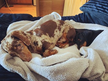 two dogs lying on a towel post bath.