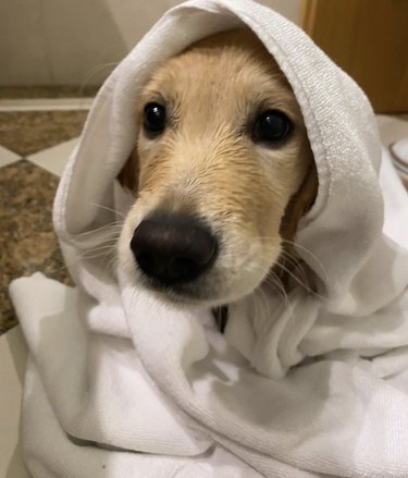 dog covered in fluffy white towel.