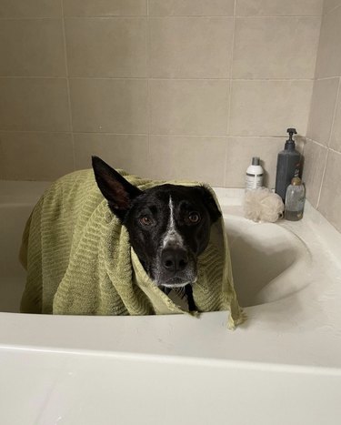 dog in a towel inside a bathtub.