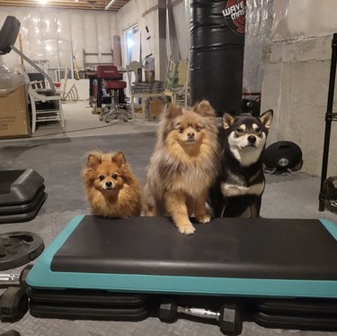 three dogs inside a home gym.