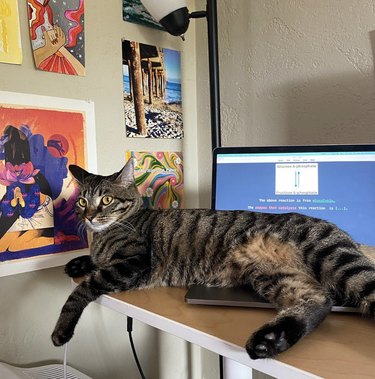 a cat lounging on an open laptop.