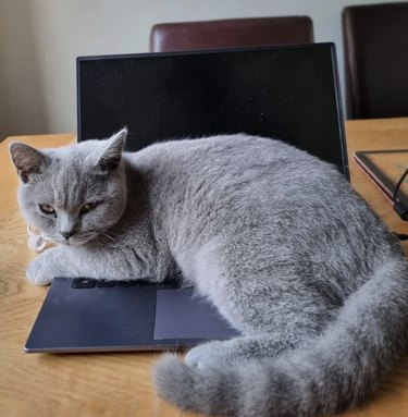 a sleek gray cat lying on an open laptop.