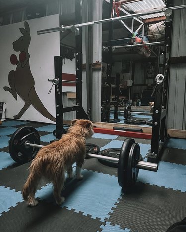 dog standing in front of weights and looking in the mirror.