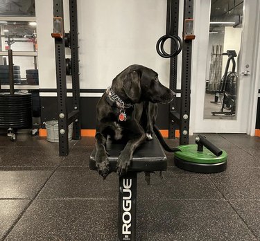 dog sitting on a bench press.