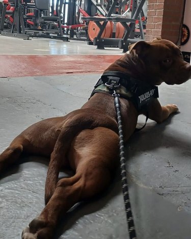 dog stretching hind legs at the gym.