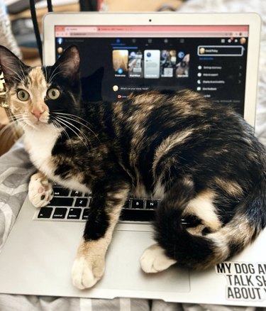 a cat lying on an open laptop.