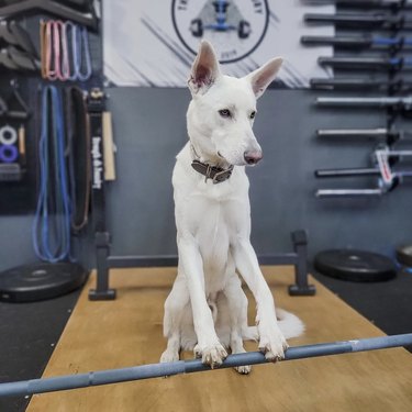 dog sitting with paws on weights bar.