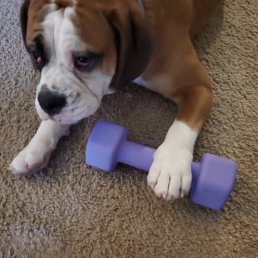 dog with his paw on a purple dumbbell.