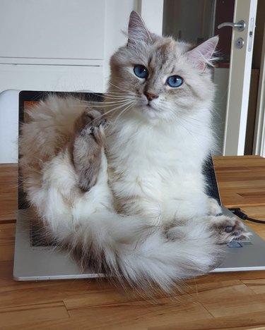 a cat sitting on an open laptop with its hind leg raised.