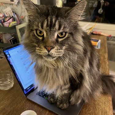 a cat sittin on an open laptop with an angry look on its face.