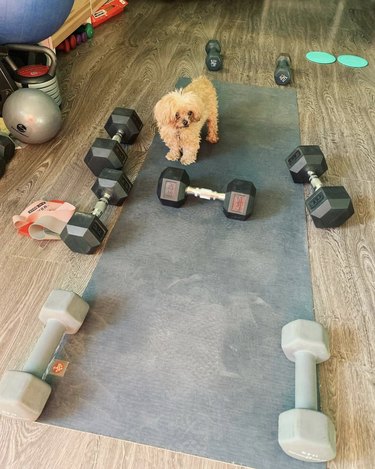 small dog surrounded by dumbbells.