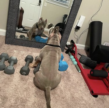 dog staring at themself in the mirror surrounded by weights.