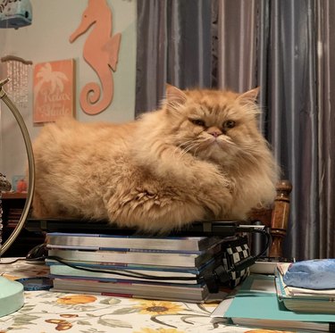 a fluffy Persian cat sitting on a stack of books and a closed laptop.