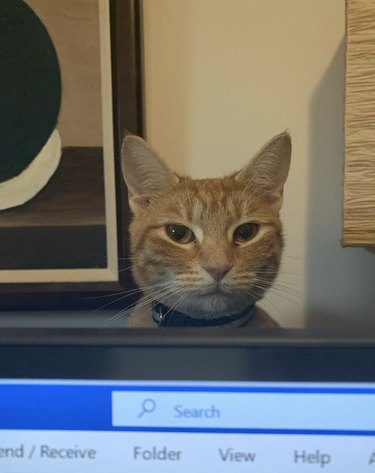 a cat giving a staredown over a laptop screen.
