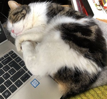 a cat sleeping curled up on a laptop.