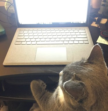 a cat sitting in front of a laptop.