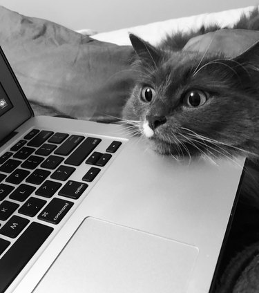 a cat staring intently with its chin on a laptop.
