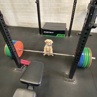 tiny dog with paws on huge weights.