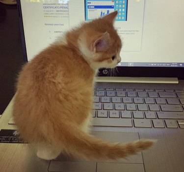 an orange kitten sitting on an open laptop.