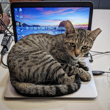 a cat curled up on an open laptop.