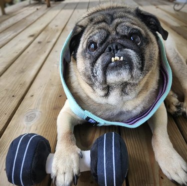 a dog with his paw on a stuffed dumbbell.